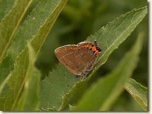 Szilva csücsköslepke