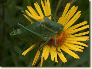 Fogasfarkú szöcske